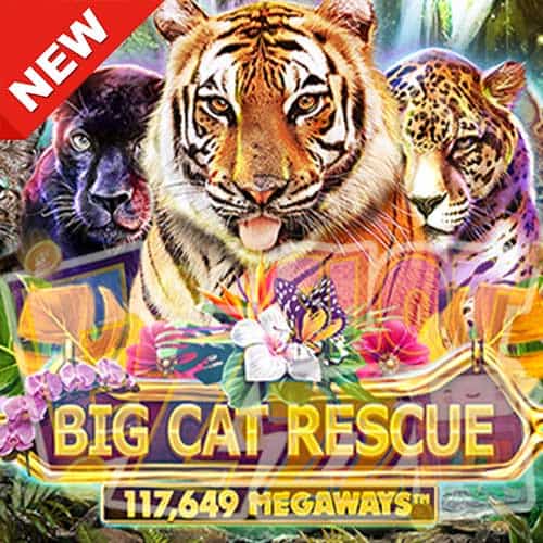 Banner ทดลองเล่นสล็อต Big Cat Rescue Megaways ค่าย Red Tiger เกมใหม่มาแรง2023